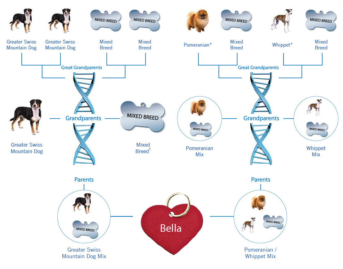 Wisdom Panel Pet DNA Test